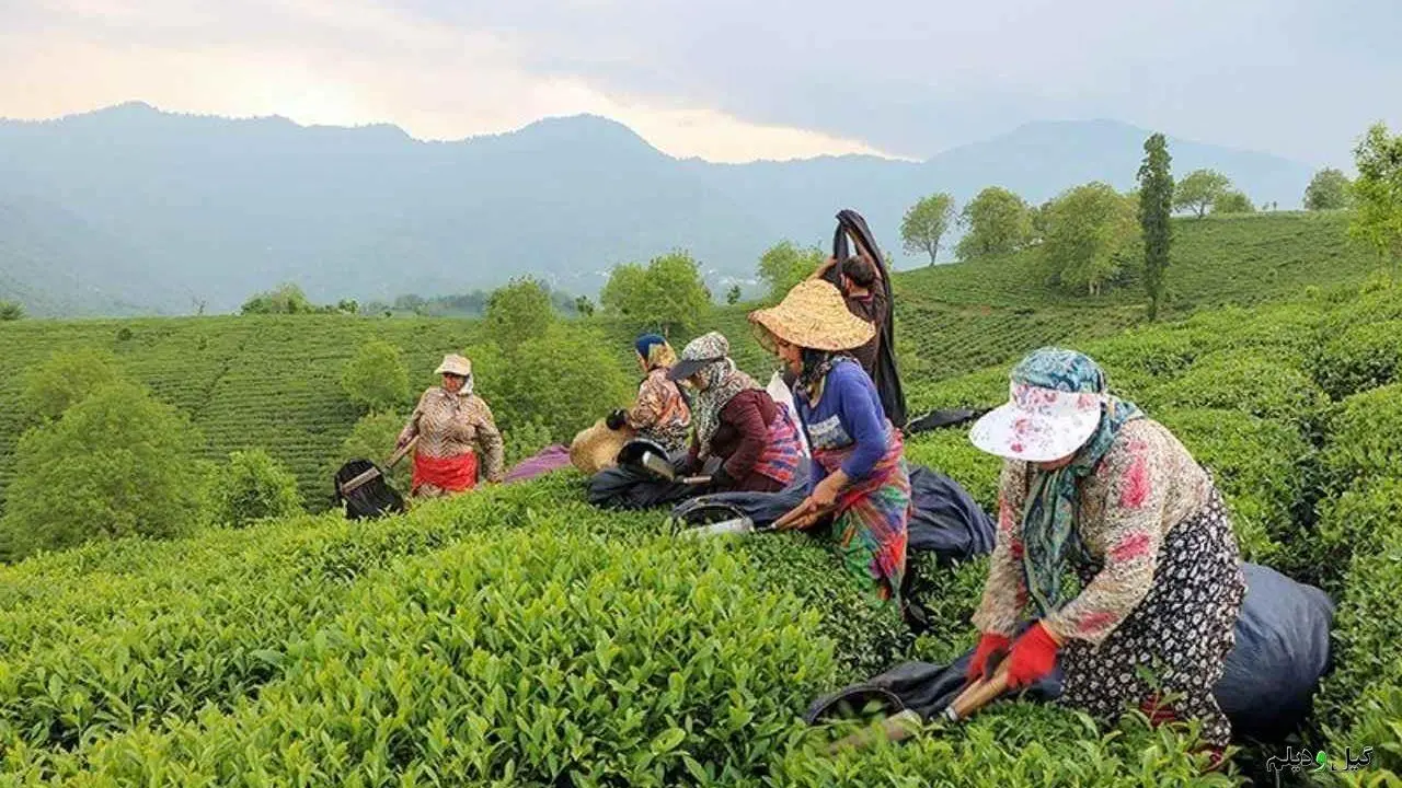 خرید برگ سبز چای از 98 هزار تن گذشت / 26 هزار تن چای خشک مورد نیاز از تولید داخل تأمین می‌شود