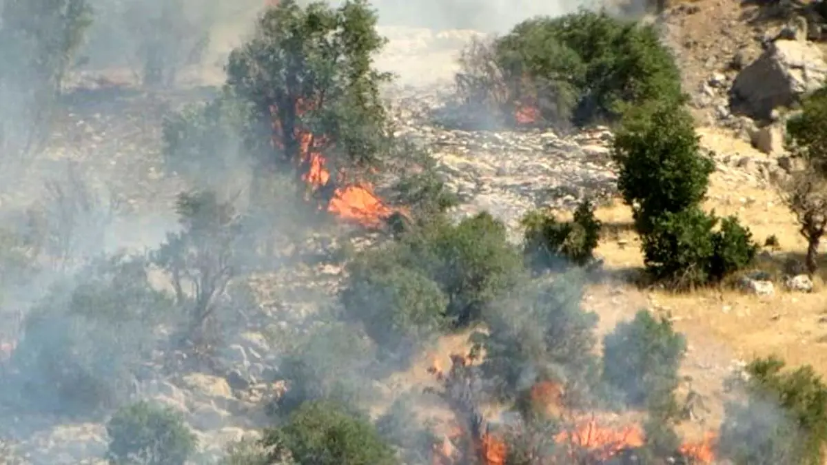 تلف شدن تعدادی از پرندگان و خزندگان در آتش‌سوزی جنگل‌های ارسباران