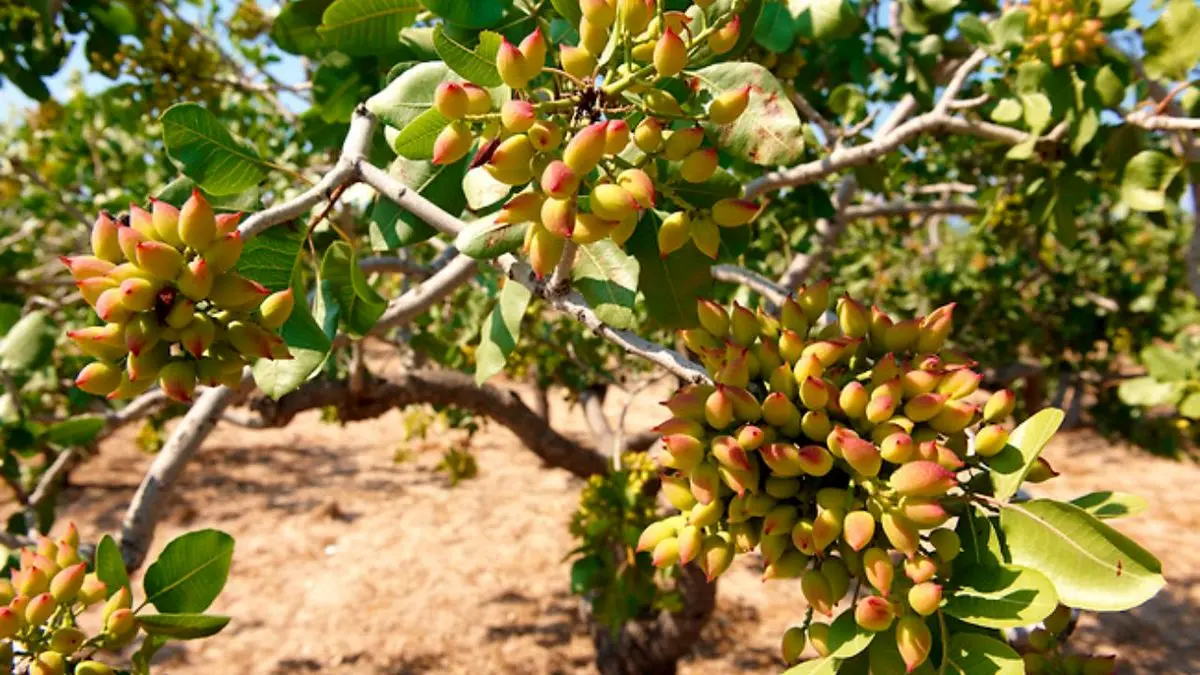 پسته‌کاران نگران هستند محصول امسال روی دست‌شان بماند