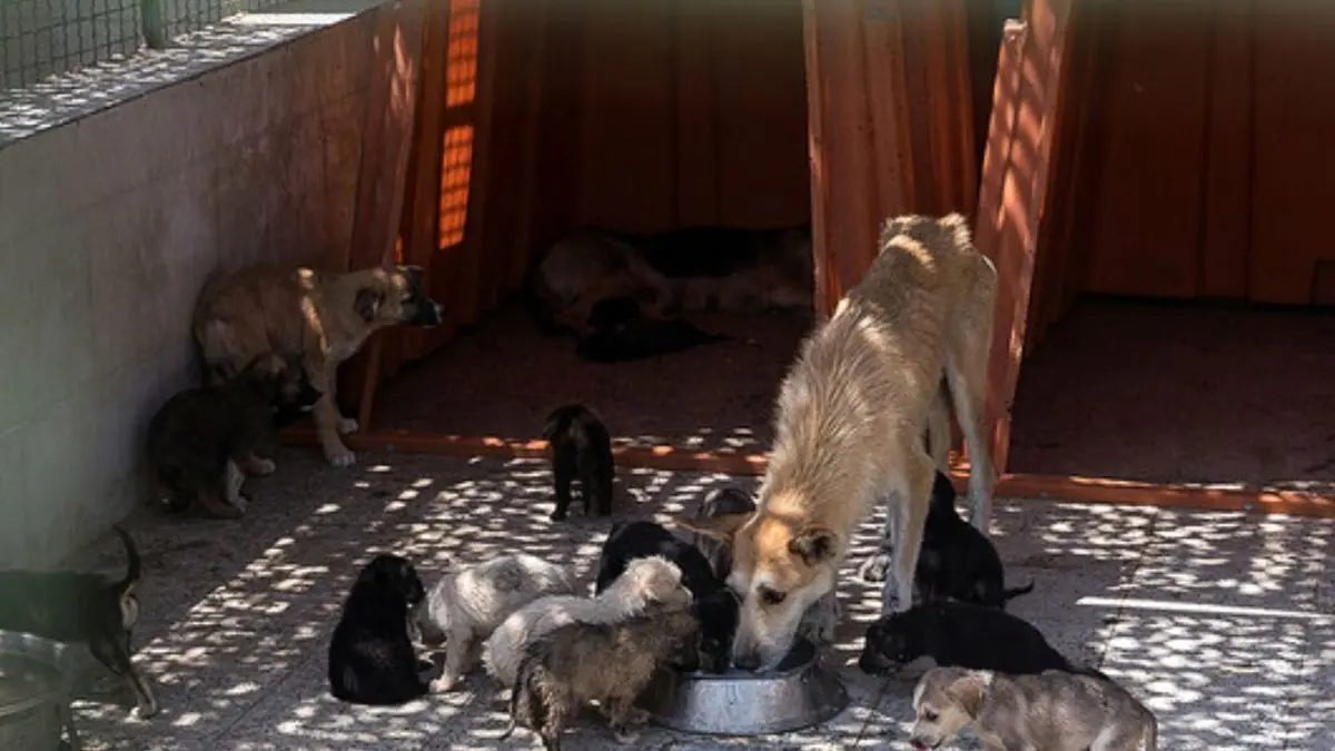 نامه فعالان حقوق حیوانات در پی انتشار فیلم سگ‌کشی به طیبه سیاوشی