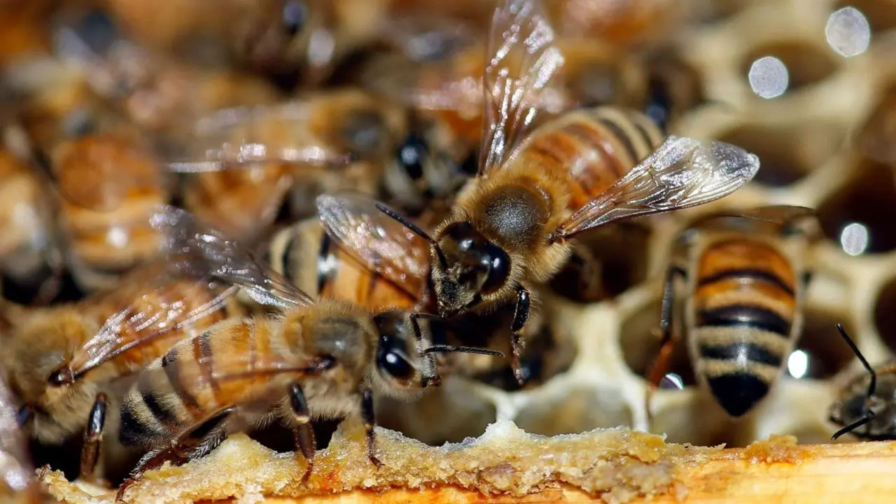 علت تلف شدن 500 میلیون زنبور در برزیل چیست؟