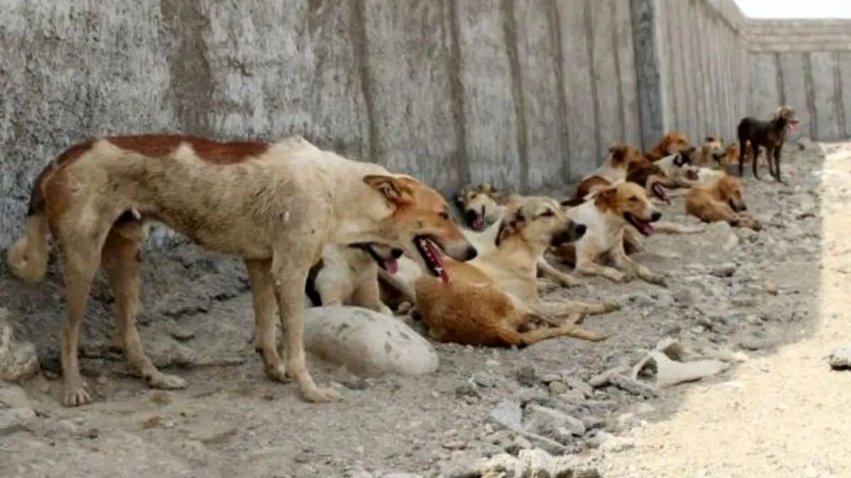 دستورالعمل نظارت بر مراکز نگهداری سگ‌های بدون صاحب تدوین می‌شود