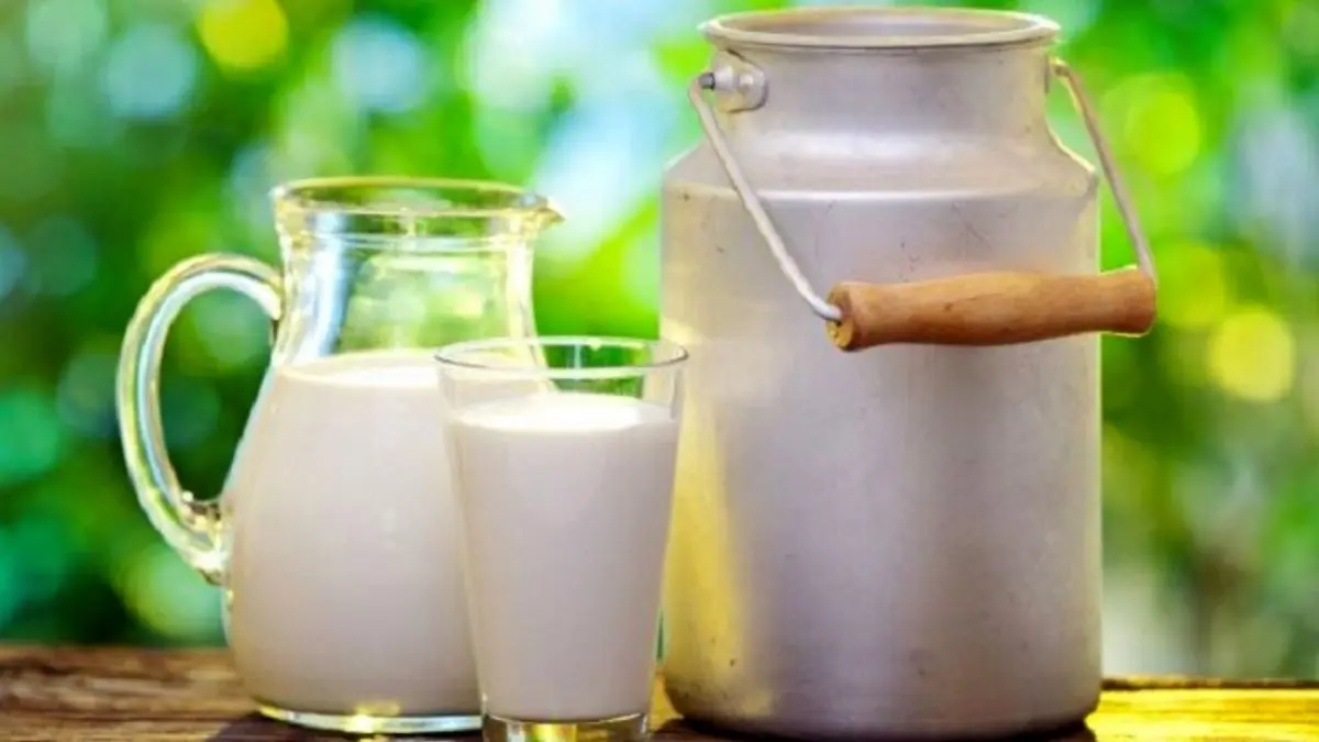 تولید شیر خام افزایش یافت