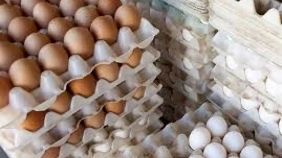 آخرین قیمت تخم مرغ در میادین میوه و تره بار
