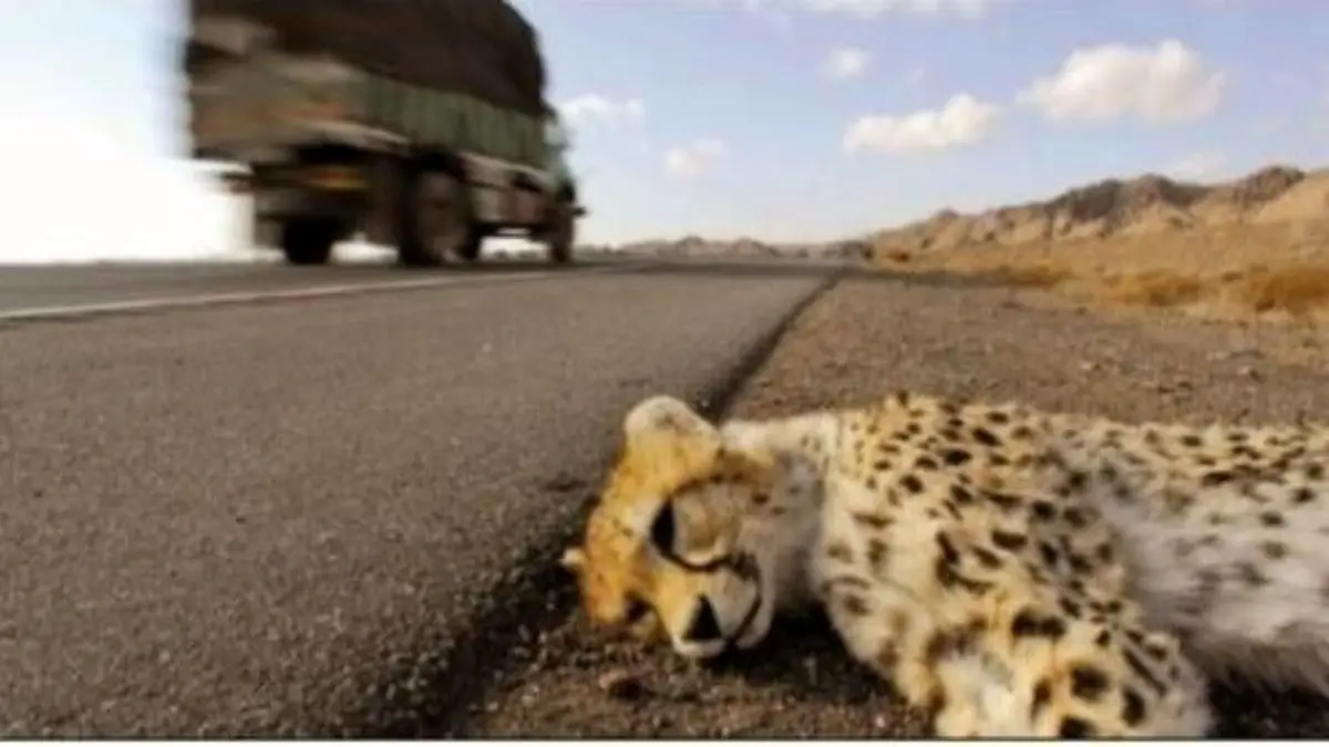 حیوانات، قربانی تلفات جاده‌ای