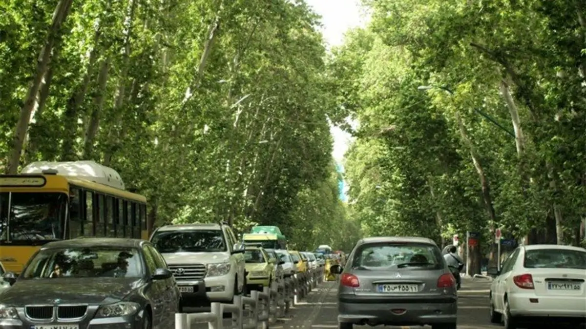حفظ چنارهای خیابان ولیعصر، نگرانی شورای شهر تهران