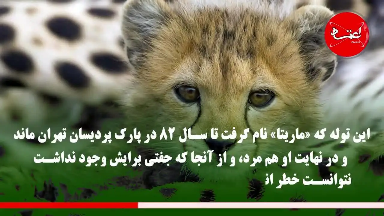 یک روز از شهریور به یاد یوزپلنگان ایرانی