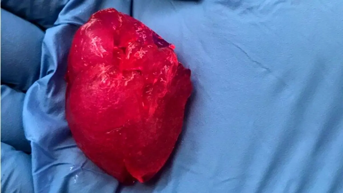 قلب مینیاتوری با پرینتر زیستی تولید شد