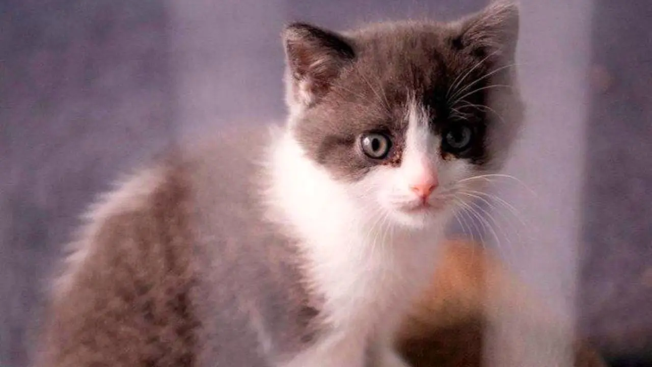 اولین گربه تولیدشده با سلول‌های بنیادین