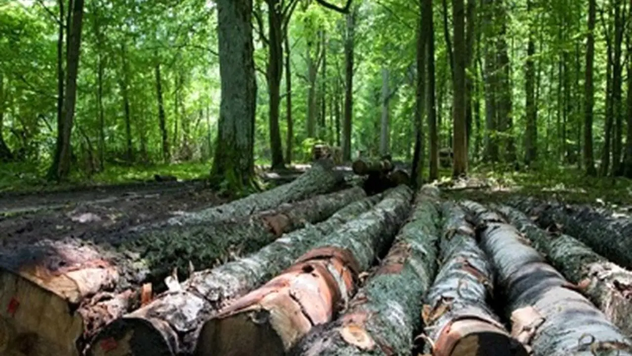افزایش قطع درختان ایران در پی بالارفتن قیمت چوب