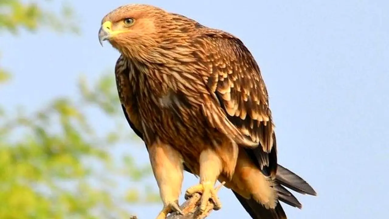 عقاب شاهی زمین‌گیر شده، به حفاظت محیط زیست سپرده شد