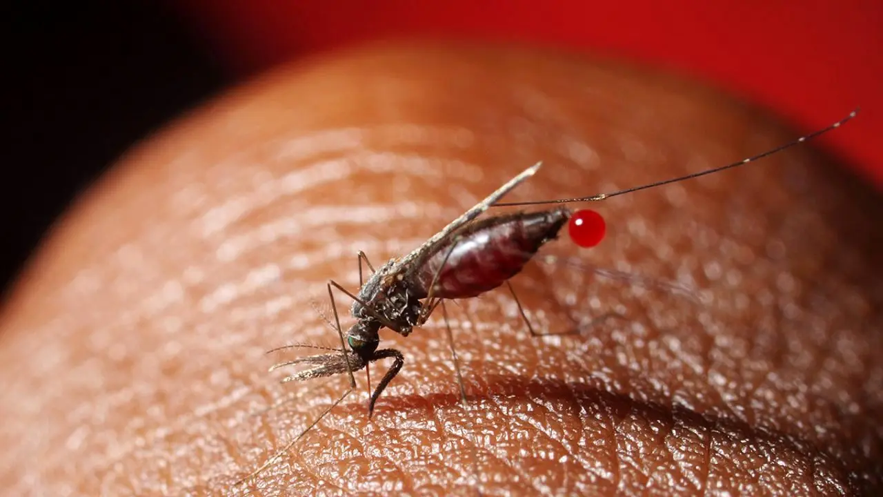 سابقه مالاریا احتمال ایست قلبی را افزایش می‌دهد