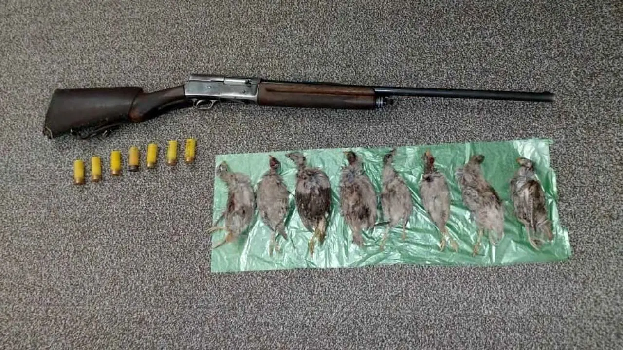 5 شکارچی متخلف در منطقه شکارممنوع دشتستان دستگیر شدند