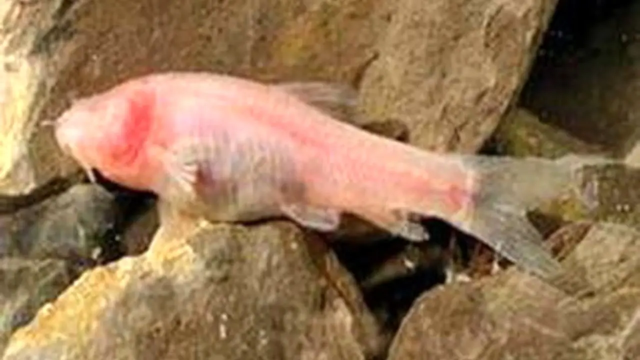 یکی از بزرگترین زیستگاه‌های زیرزمینی ماهیان کور در زاگرس کشف شد