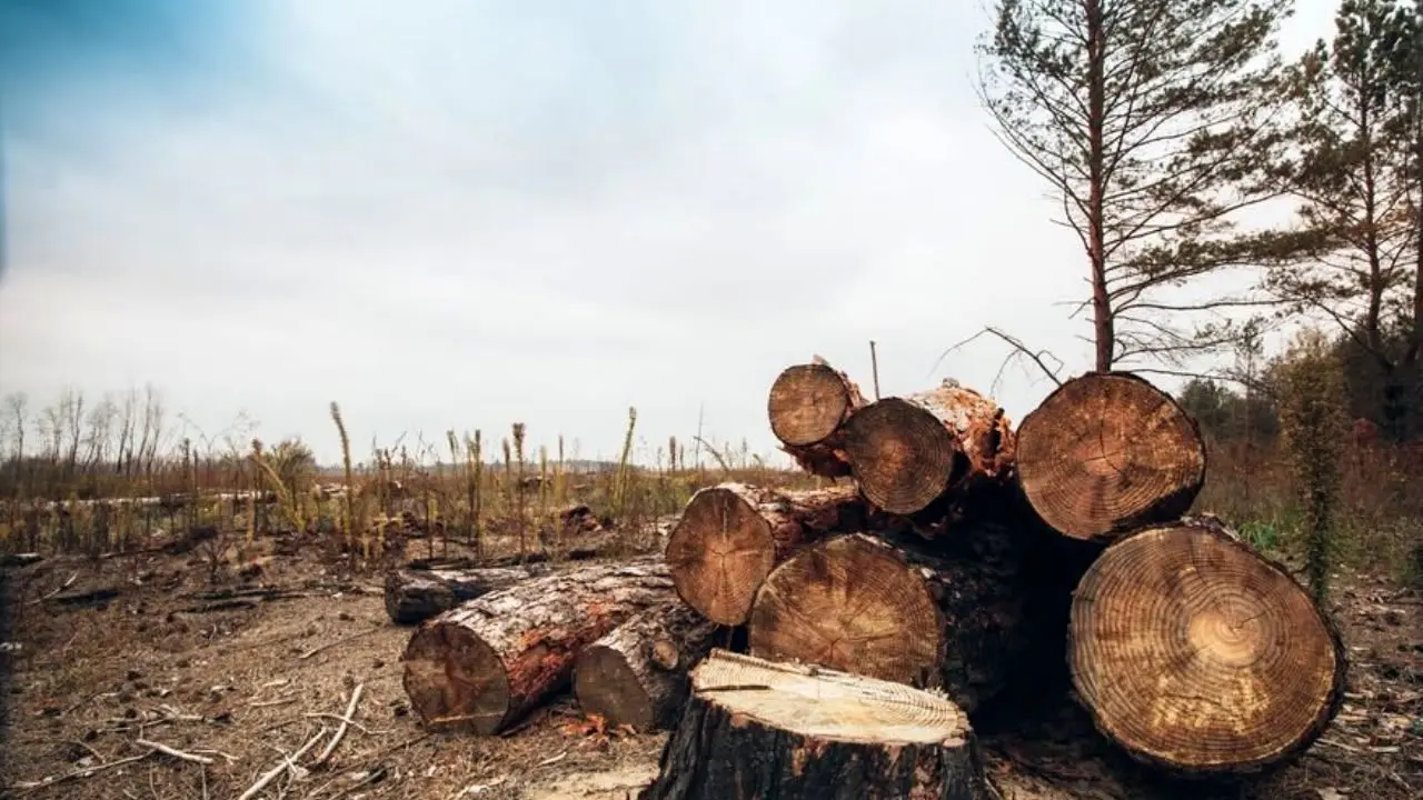 شورای عالی جنگل به قطع درختان صد ساله بلوط واکنش نشان داد