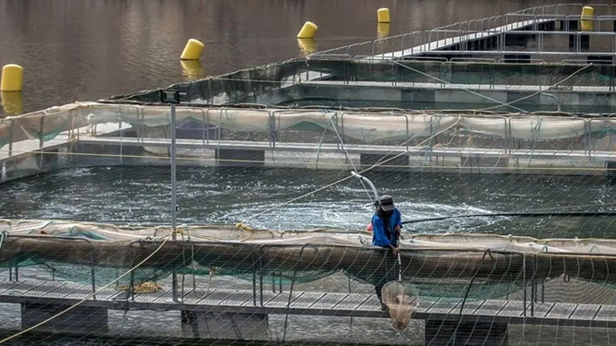 60 هزار تن ماهی به علت سودجویی واردکنندگان از بین رفت/ قاچاق ماهی تخم چشم زده از ترکیه، عراق و ارمنستان