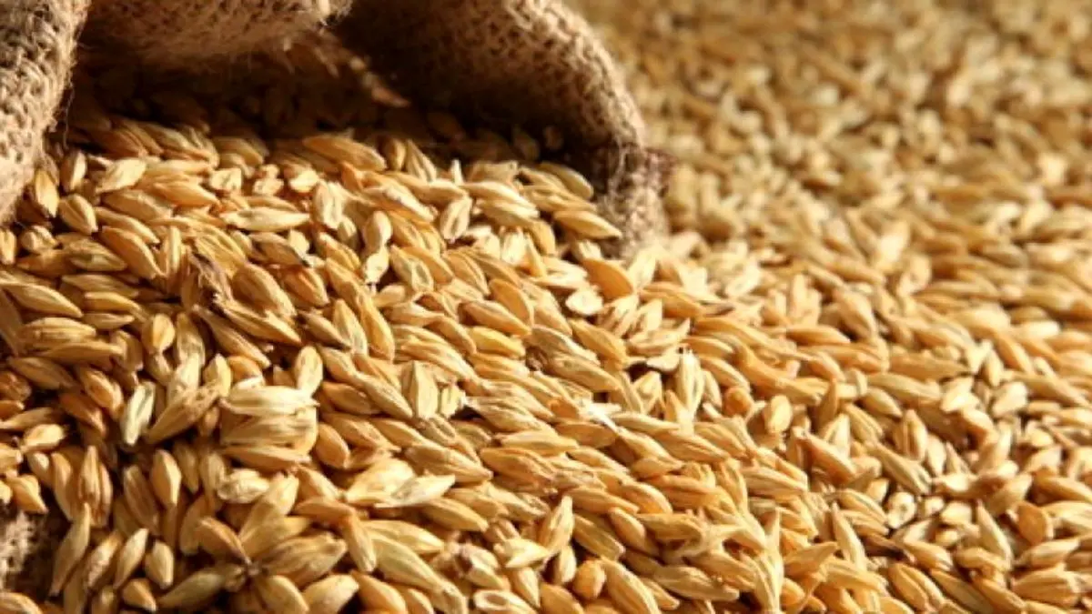 450 هزار تن بذر گندم گواهی‌شده برای سال زراعی جدید آماده توزیع است