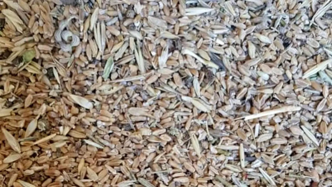 سازمان استاندارد وجود ضایعات در گندم را تایید کرد