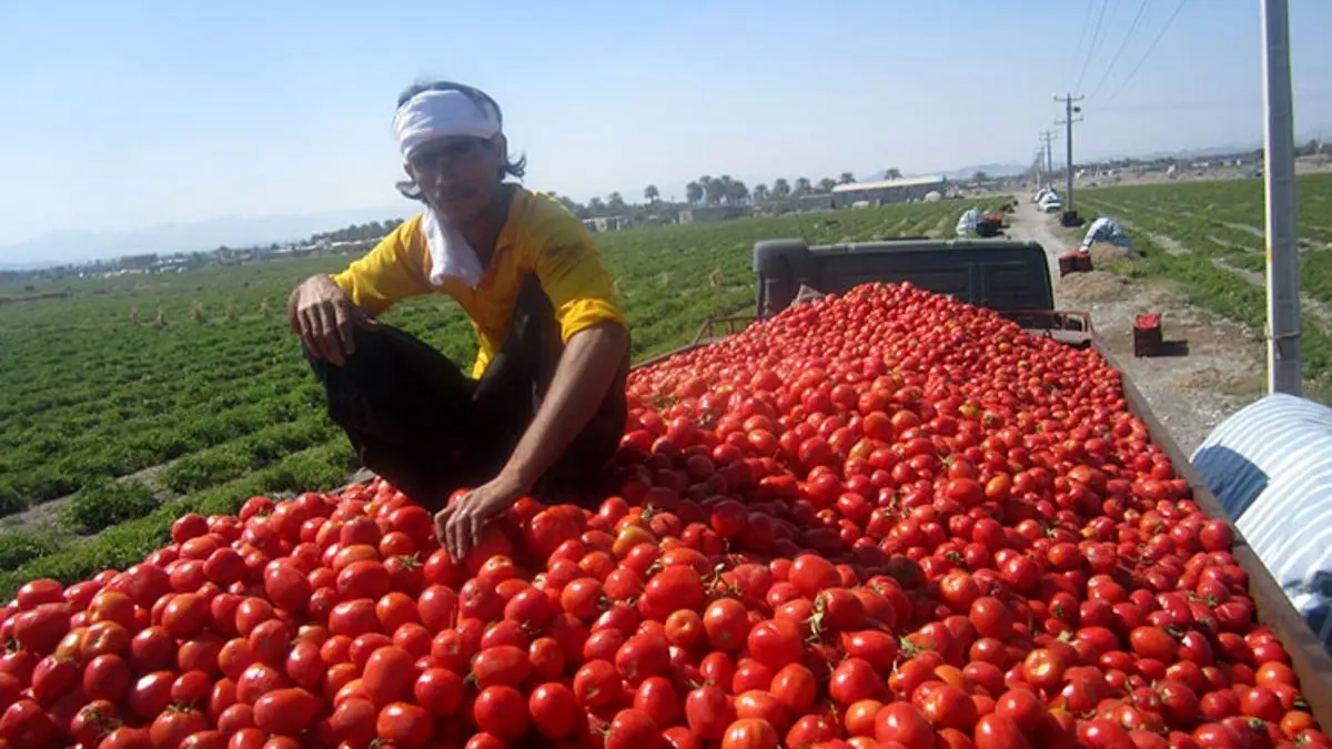 خرید تضمینی روزانه 1100 تن گوجه‌فرنگی در زنجان