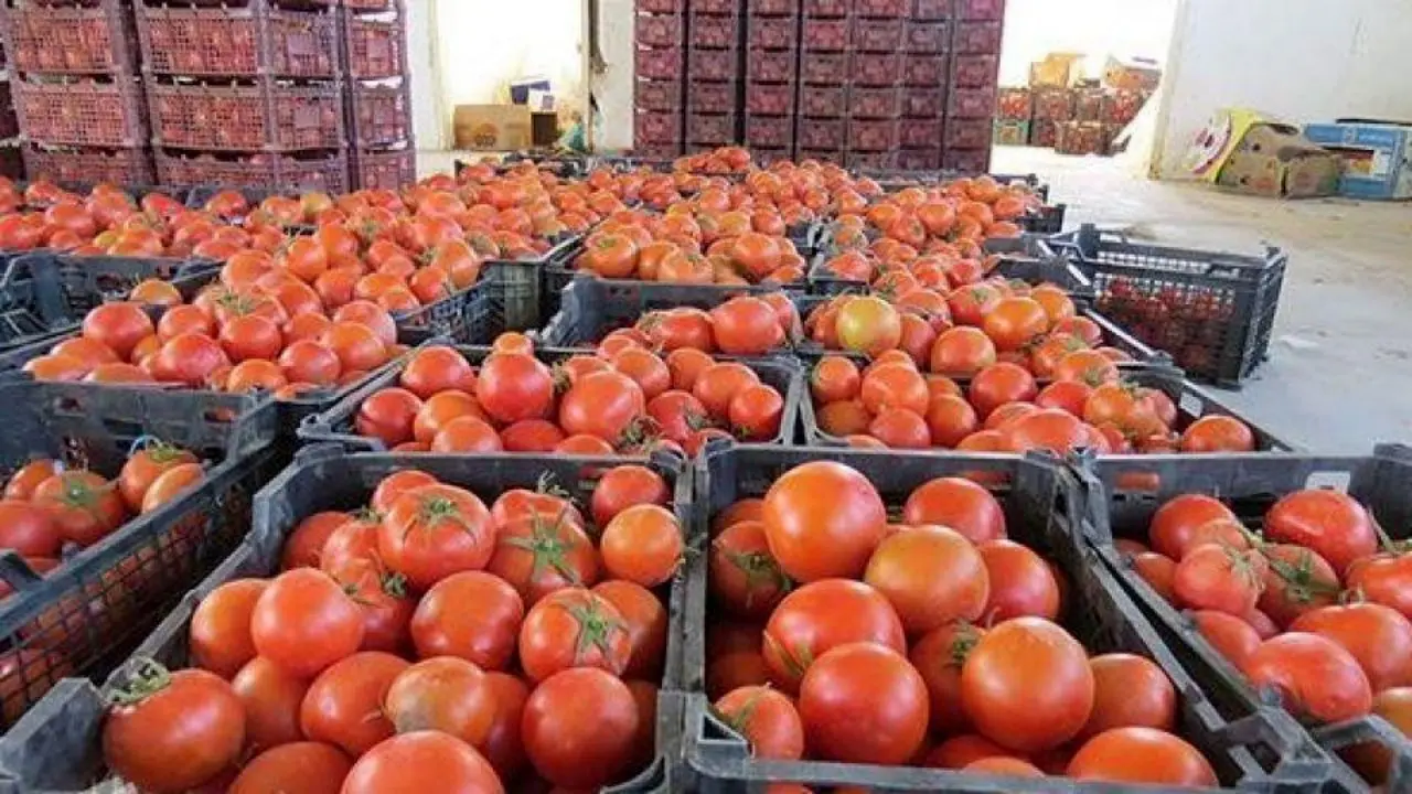 قیمت گوجه فرنگی به کیلویی 800 تومان رسید