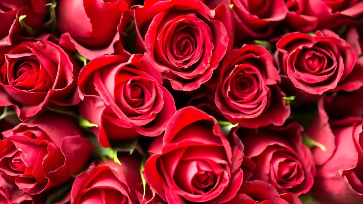 نخستین انجمن تخصصی گل رز تشکیل شد/ تولیدکنندگان ساماندهی می شوند