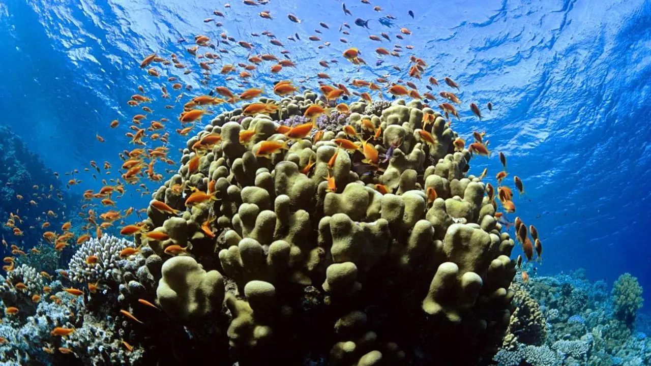نسل آینده، صخره‌های مرجانی را نخواهد دید