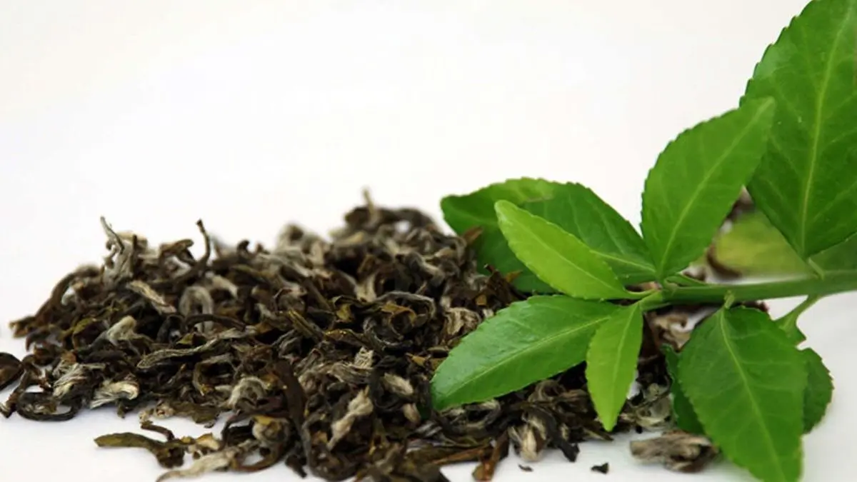 تولید بیش از 25 هزارتن چای در کشور/افزایش 5 درصدی تولید