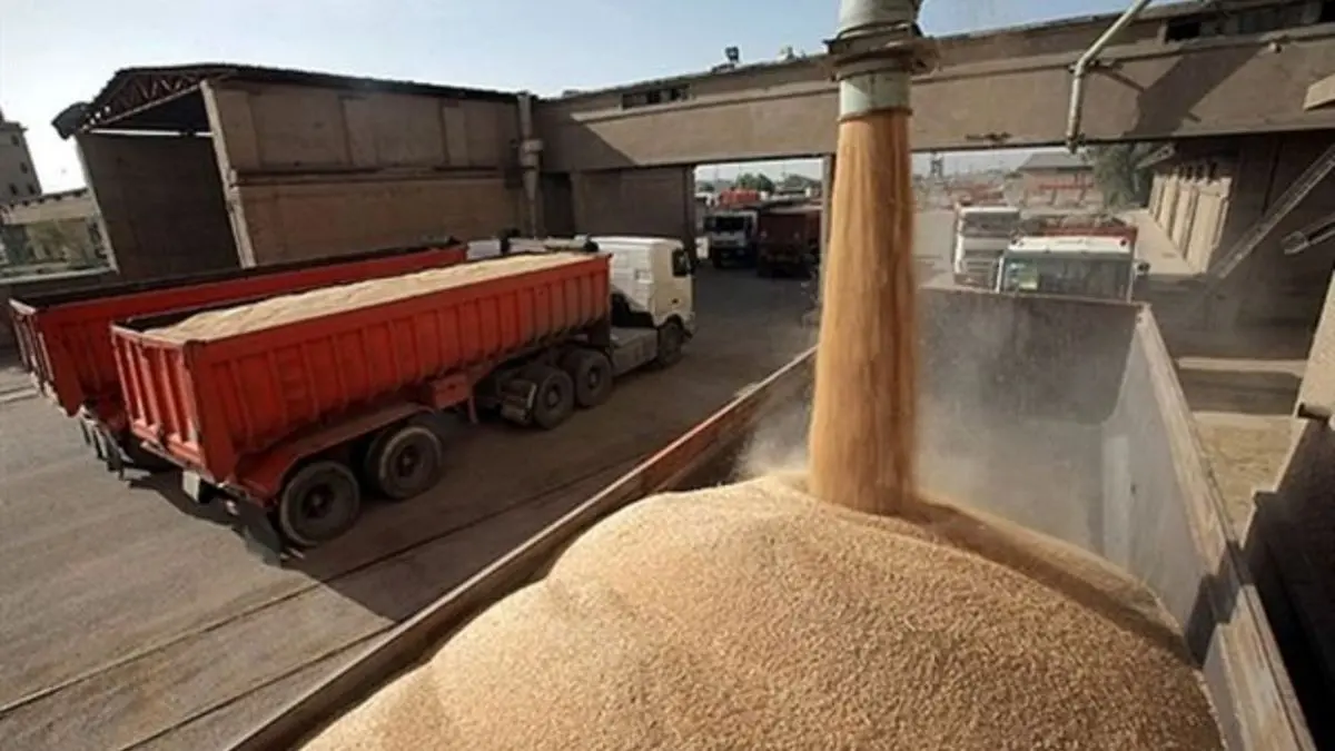 14 میلیون تن گندم تولید شد
