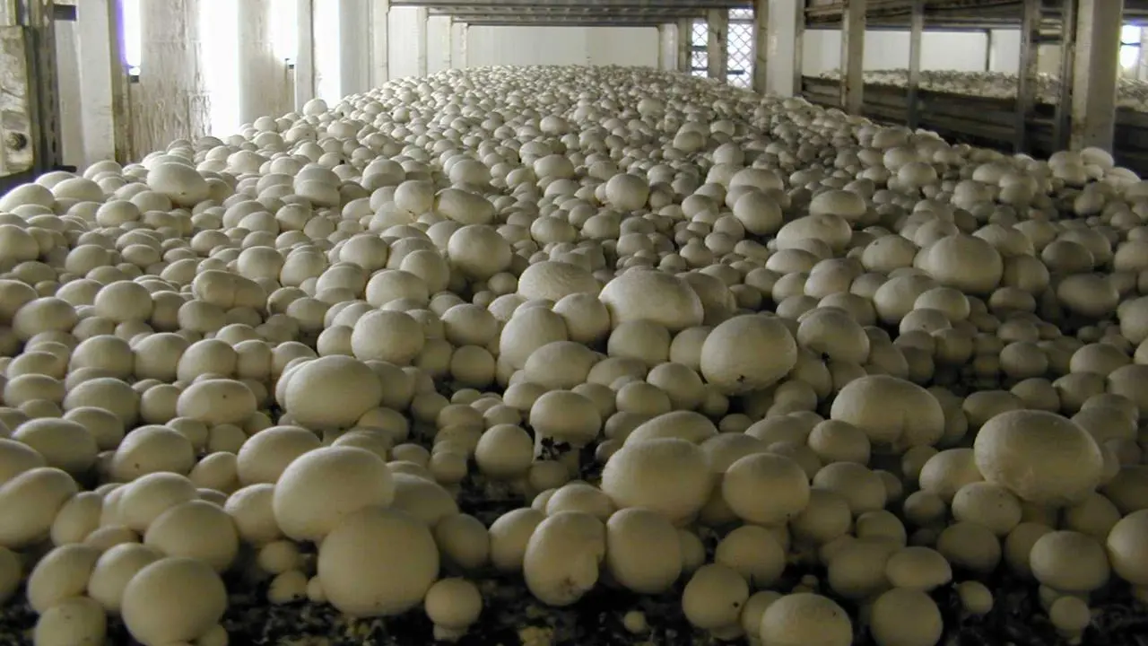 تولید قارچ در کشور به روزانه 400 تن رسید