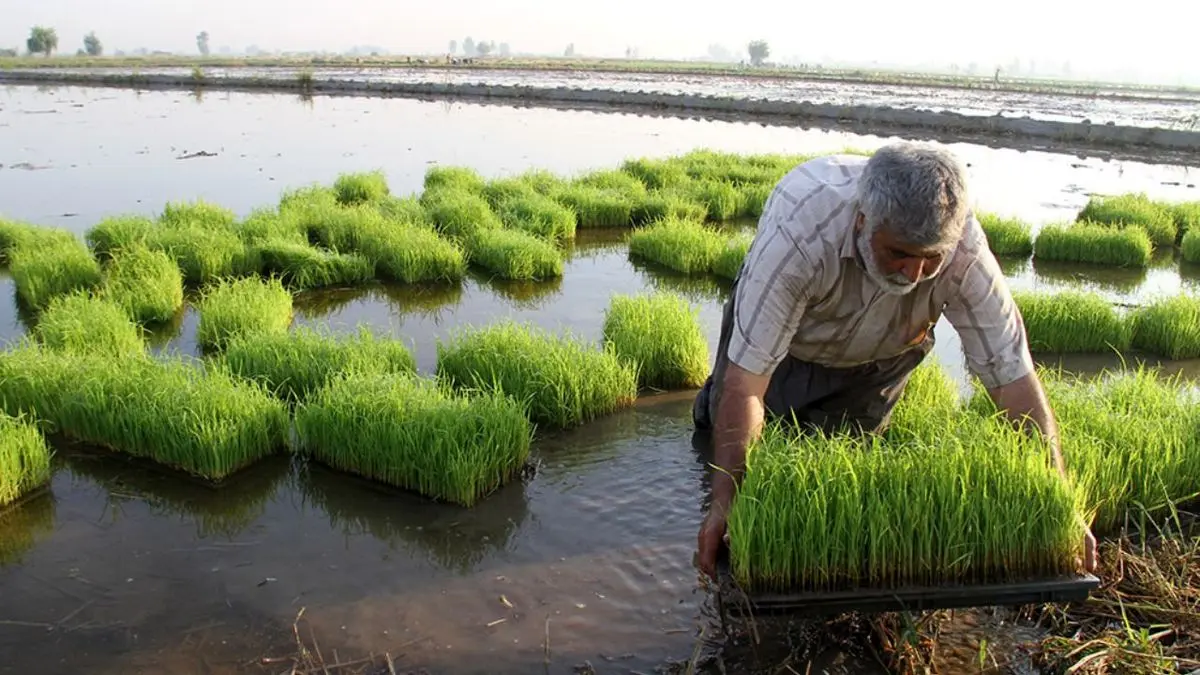دستیابی ایران به رکورد تولید 2.9 میلیون تن برنج