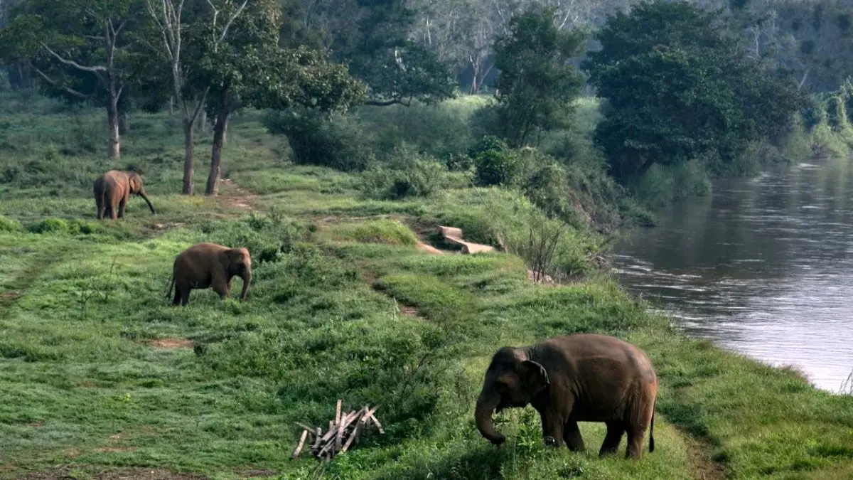 مرگ 6 فیل بر اثر سقوط از آبشار در تایلند + عکس