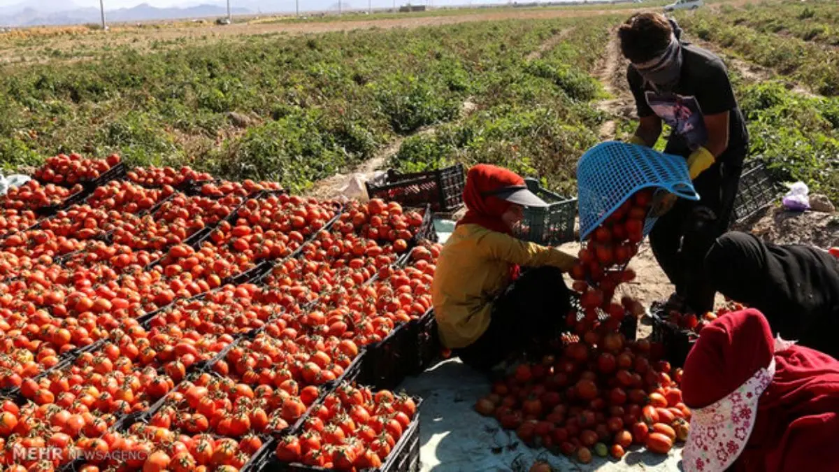 240 هزار تن گوجه فرنگی خریداری شد