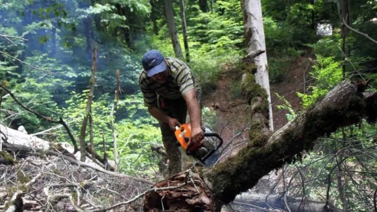 رویکرد برداشت چوب از طرح جایگزین جنگلداری حذف می‌شود
