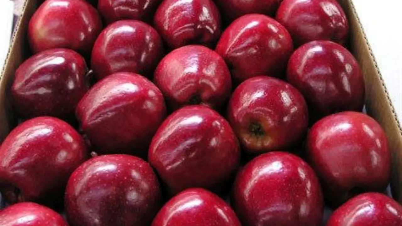قیمت سیب صنعتی 800 تومان تعیین شد