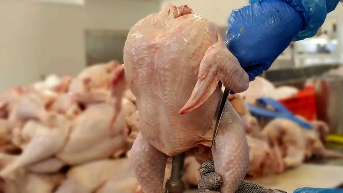 اُفت 500 تومانی نرخ مرغ در بازار/قیمت هر کیلو مرغ به 13 هزار تومان رسید