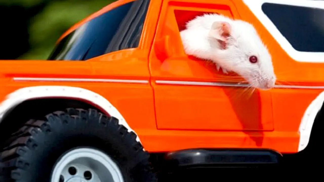 موش‌ها رانندگی یاد گرفتند + ویدئو