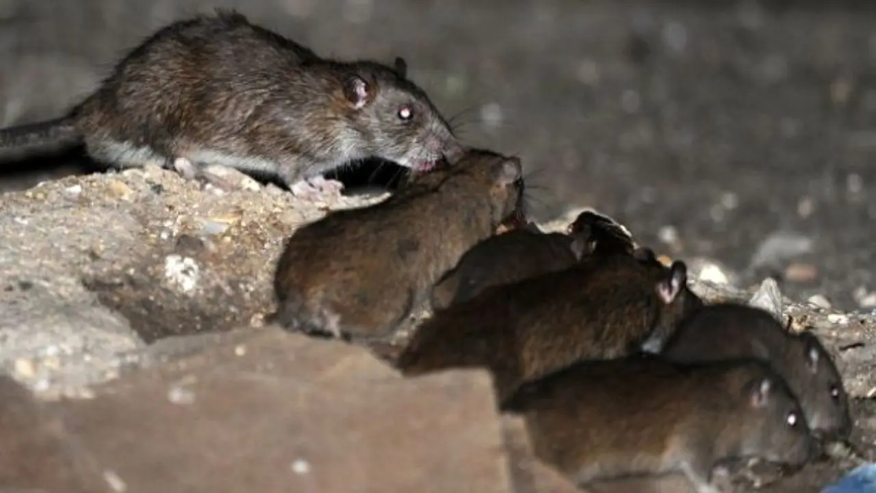 شکل گیری نخستین جنین زنده موش بدون اسپرم و تخمک