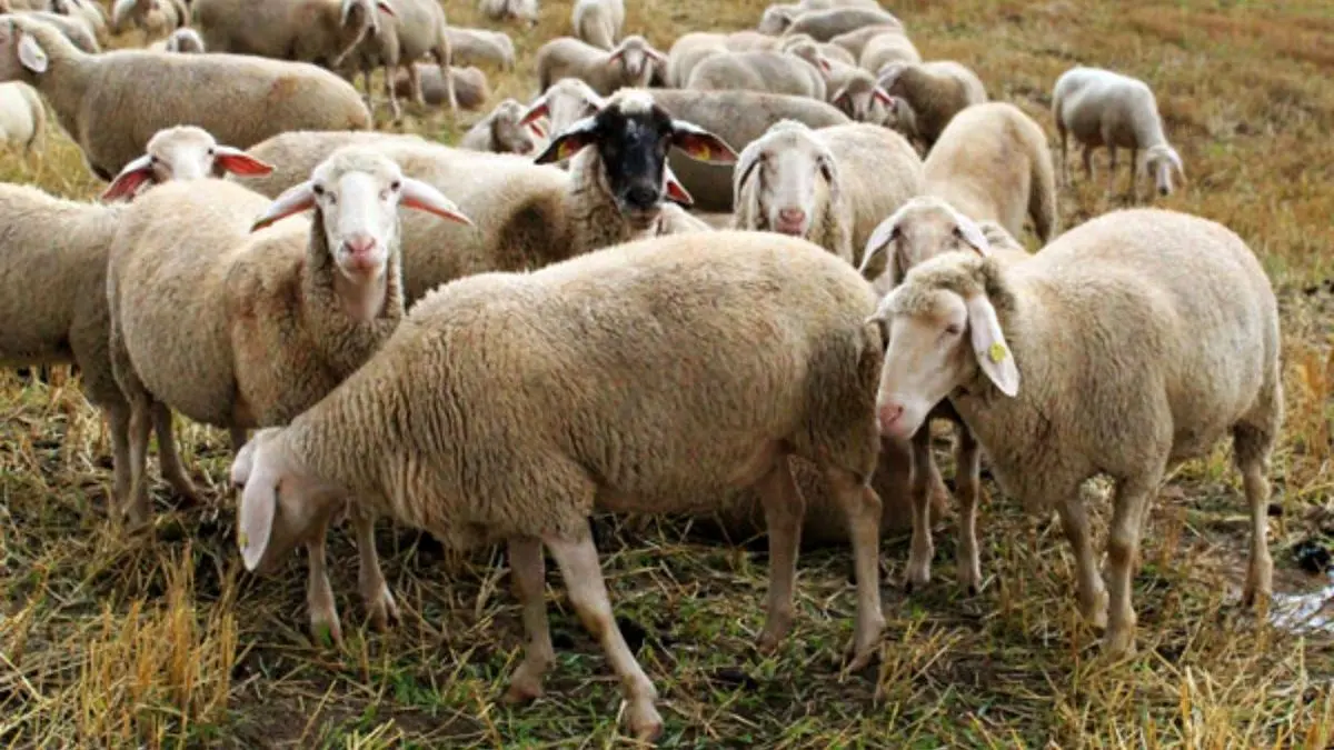 پرورش گوسفند در چین با نرم افزار تلفن همراه