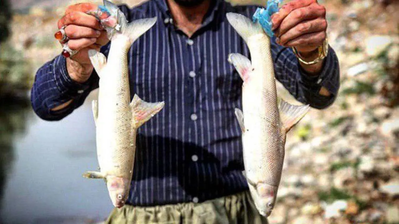 تولید ماهی در کشور معطل مانده است