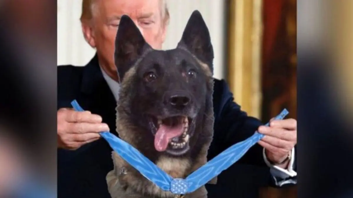 ترامپ از سگ شرکت‌کننده در عملیات کشته شدن بغدادی تقدیر کرد!
