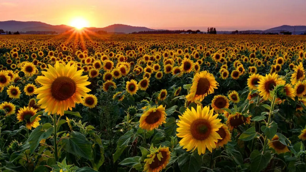 جذب نور و انرژی بیشتر با گل‌های آفتابگردان مصنوعی