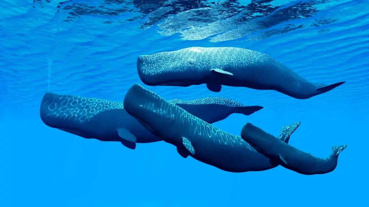 آزادسازی آخرین نهنگ‌ها از «زندان نهنگ» + ویدئو