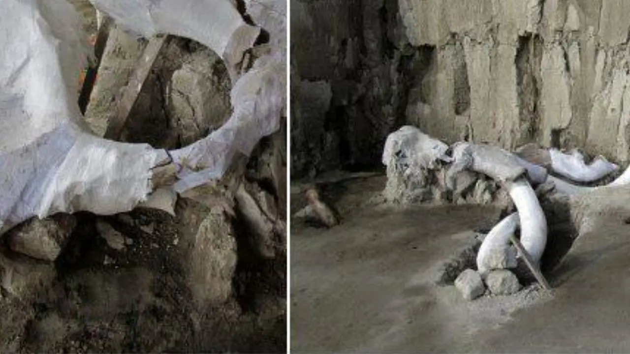 کشف تله‌های مشکوک برای ماموت‌ها در مکزیک/ مشاهده بقایای استخوانی 14 جانور غول پیکر