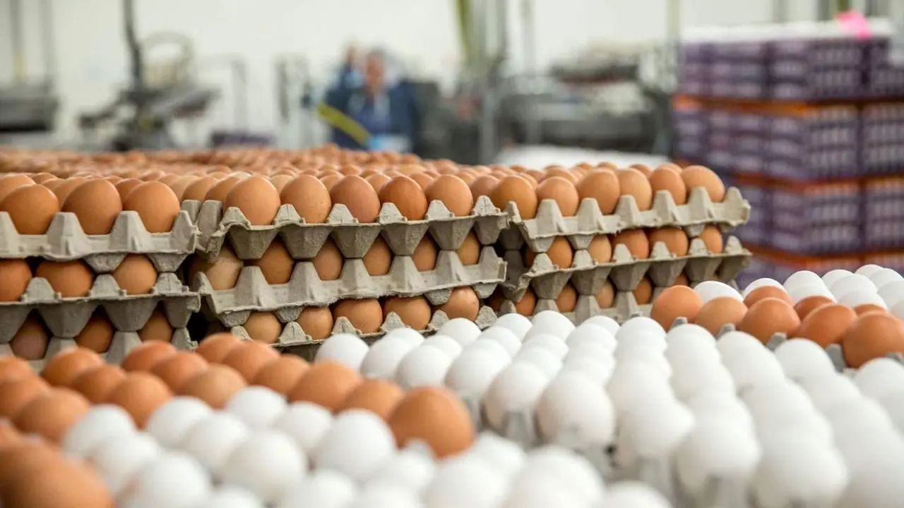 درج غیرواقعی تاریخ تولید روی تخم‌مرغ