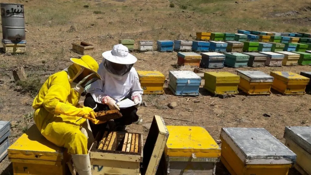 انتقاد زنبورداران از اجباری شدن بیمه کلونی‌ها