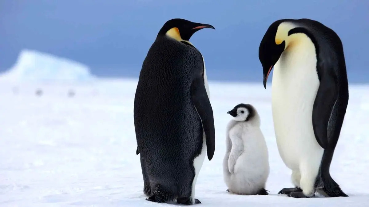 نسل پنگوئن‌های امپراتور تا 80 سال آینده منقرض می‌شود