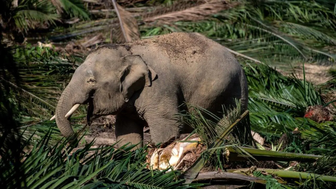 تلاش برای نجات فیل‌های بورنئو‎