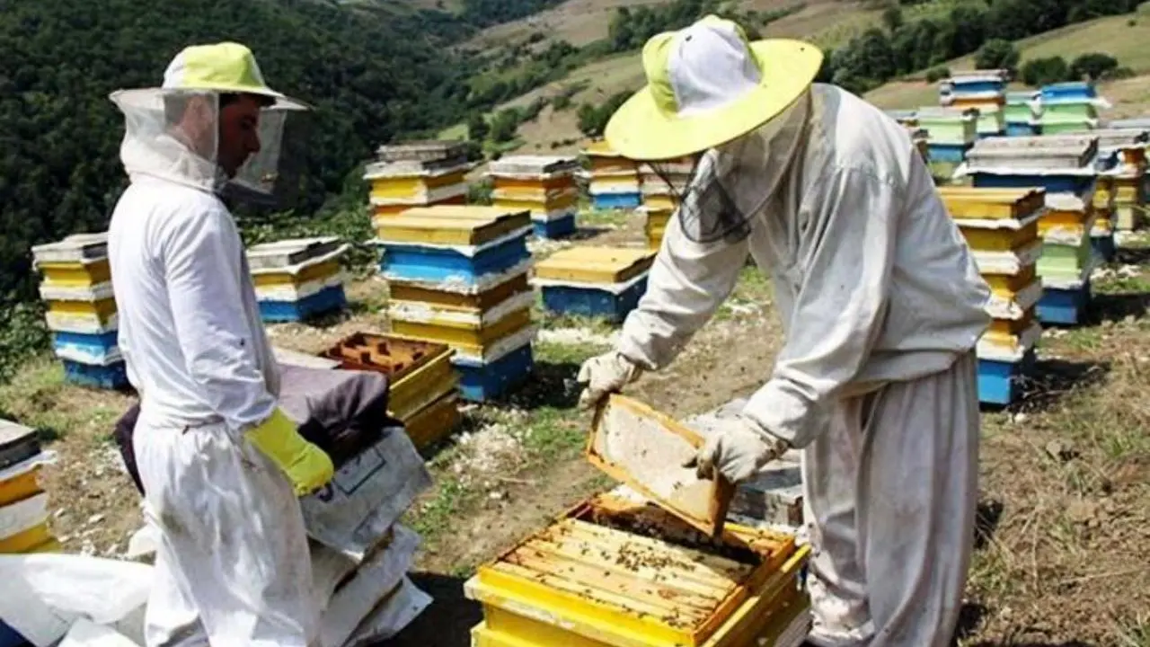 ایران در تولید عسل رتبه چهارم جهان را دارد