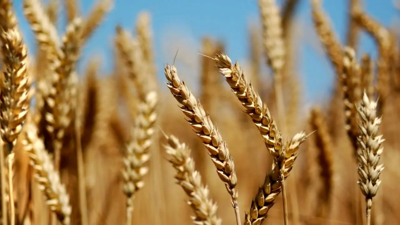 بی رغبتی کشاورزان به خرید بذر اصلاح شده مهم ترین شاخص کاهش تولید گندم