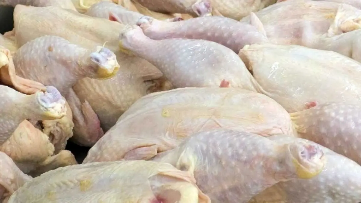 ثبات نرخ مرغ تا 10 روز آینده ادامه دارد/ قیمت هر کیلو مرغ گرم 12 هزار و 400 تومان